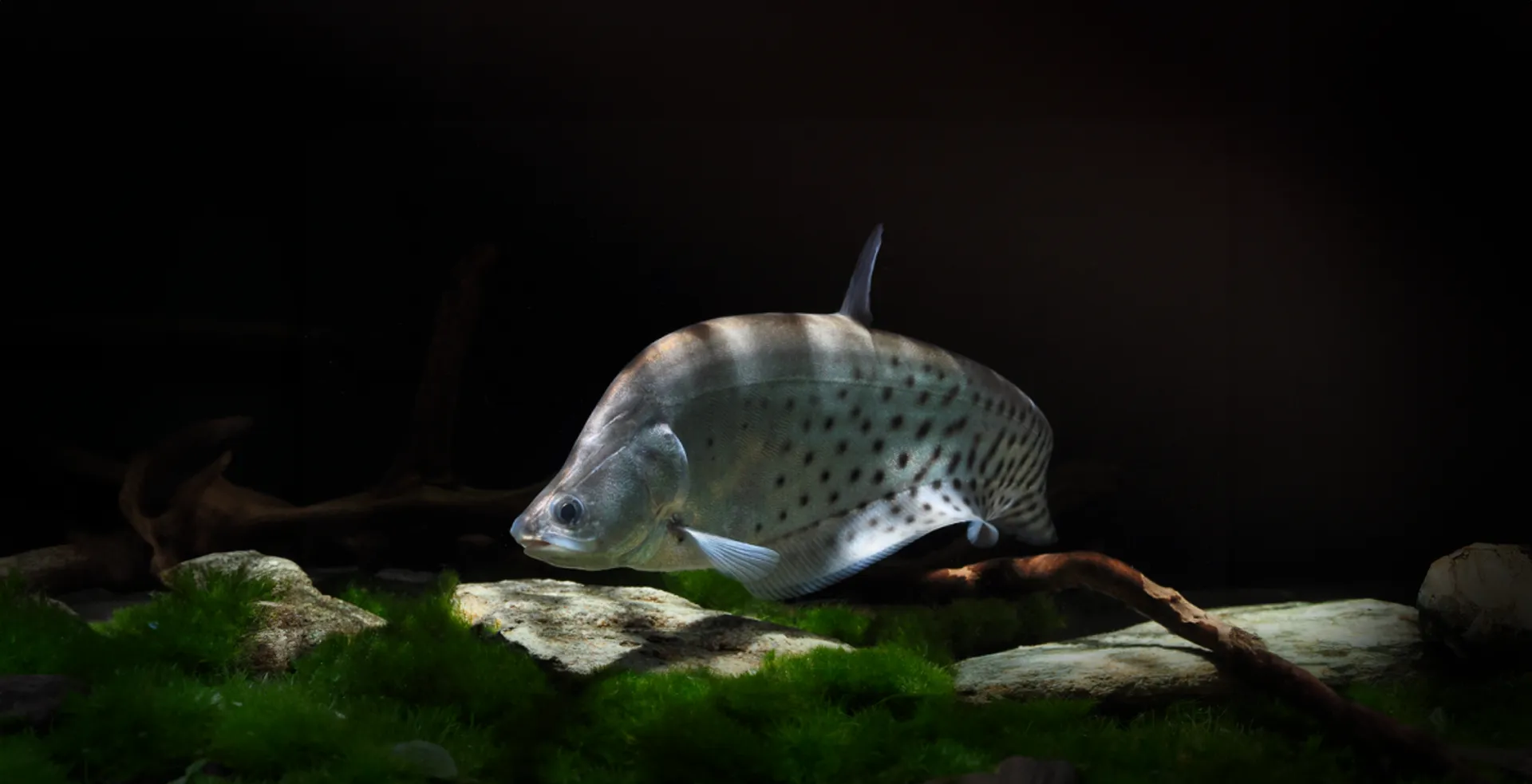 Imagem de fundo de Peixe Faca Palhaço - Poytara